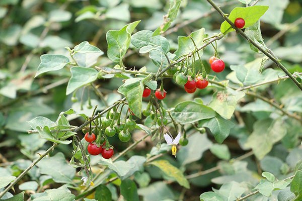 herbal tea, lasetee, tra thao moc, tra hoa, tra hoa hong, tra thao duoc, tra qua tang, qua tang, tra thia canh