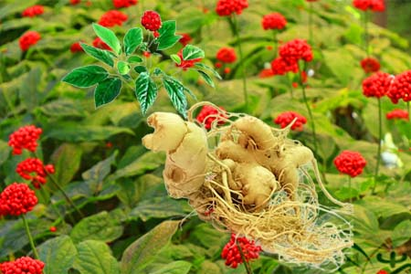 herbal tea, lasetee, tra thao moc, tra hoa, tra hoa hong, tra thao duoc, tra qua tang, qua tang, tra thia canh