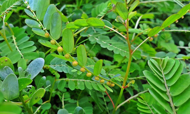 herbal tea, lasetee, tra thao moc, tra hoa, tra hoa hong, tra thao duoc, tra qua tang, qua tang, tra thia canh