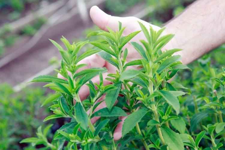 herbal tea, lasetee, tra thao moc, tra hoa, tra hoa hong, tra thao duoc, tra qua tang, qua tang, tra thia canh