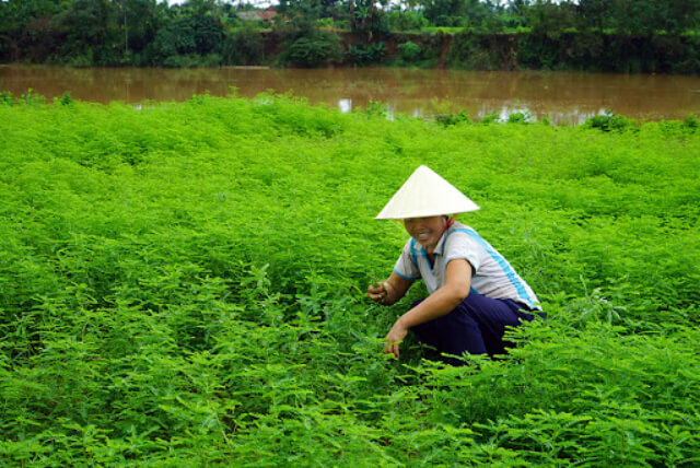 herbal tea, lasetee, tra thao moc, tra hoa, tra hoa hong, tra thao duoc, tra qua tang, qua tang, tra thia canh