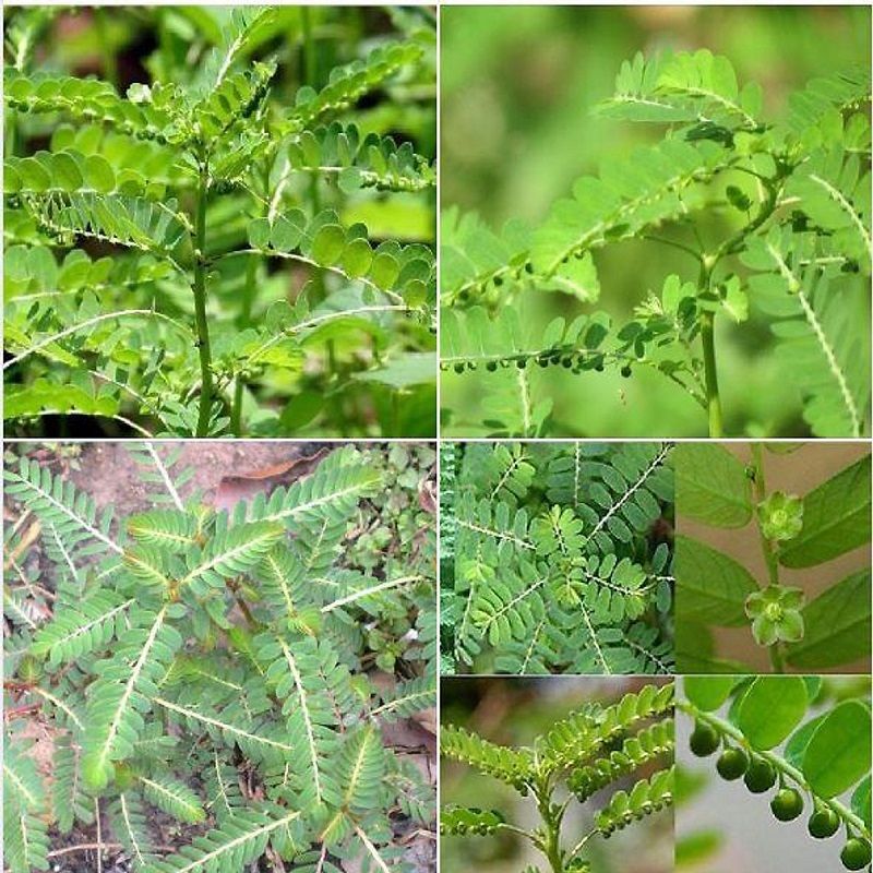 herbal tea, lasetee, tra thao moc, tra hoa, tra hoa hong, tra thao duoc, tra qua tang, qua tang, tra thia canh