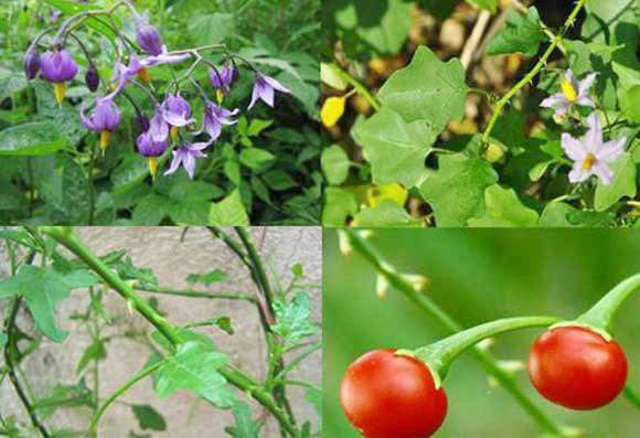 herbal tea, lasetee, tra thao moc, tra hoa, tra hoa hong, tra thao duoc, tra qua tang, qua tang, tra thia canh