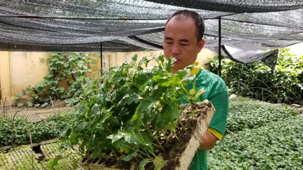 herbal tea, lasetee, tra thao moc, tra hoa, tra hoa hong, tra thao duoc, tra qua tang, qua tang, tra thia canh