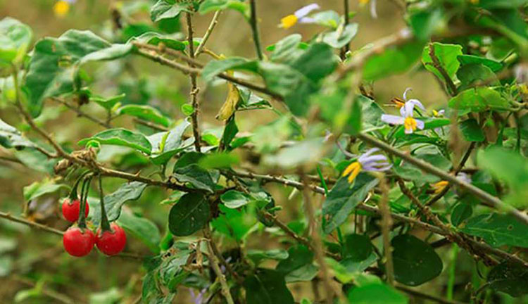 herbal tea, lasetee, tra thao moc, tra hoa, tra hoa hong, tra thao duoc, tra qua tang, qua tang, tra thia canh