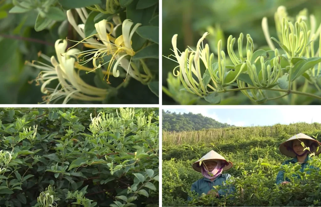 herbal tea, lasetee, tra thao moc, tra hoa, tra hoa hong, tra thao duoc, tra qua tang, qua tang, tra thia canh, tra thao moc tui loc, tra thao moc de ngu, tra thao moc an nhien 