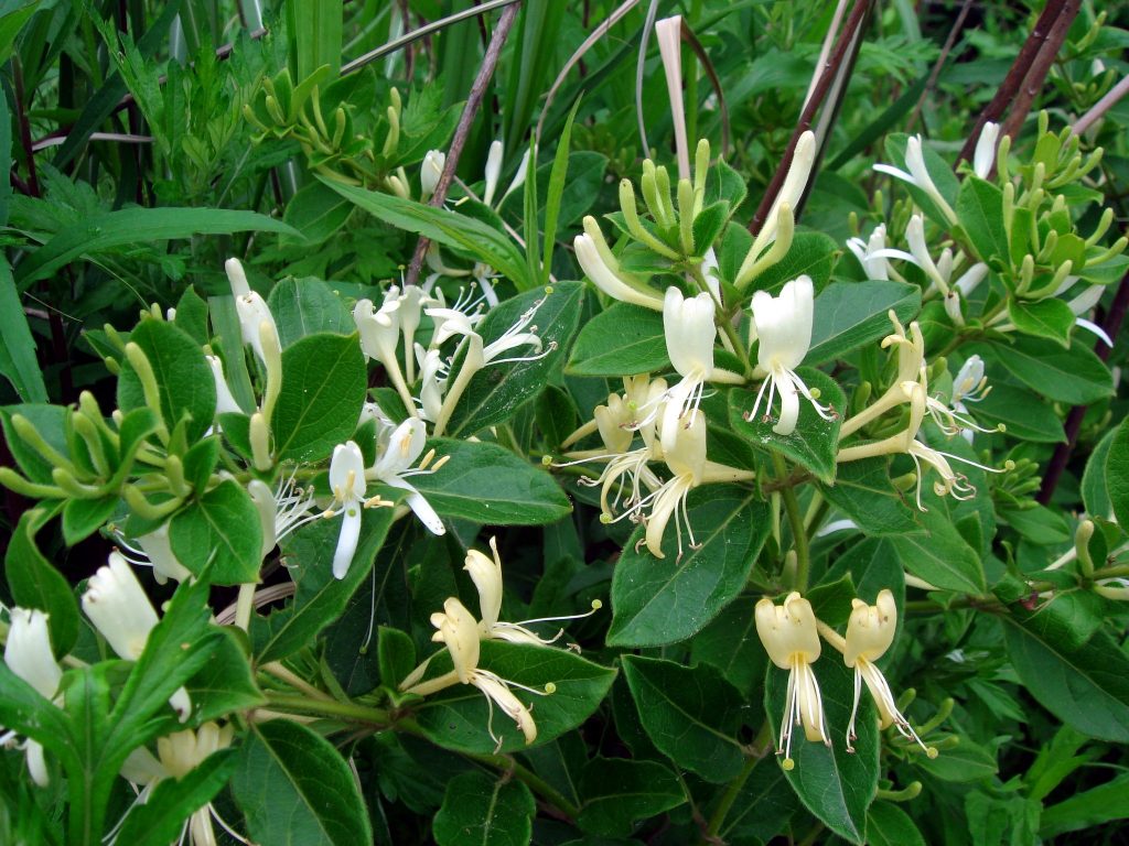 herbal tea, lasetee, tra thao moc, tra hoa, tra hoa hong, tra thao duoc, tra qua tang, qua tang, tra thia canh, tra thao moc tui loc, tra thao moc de ngu, tra thao moc an nhien 