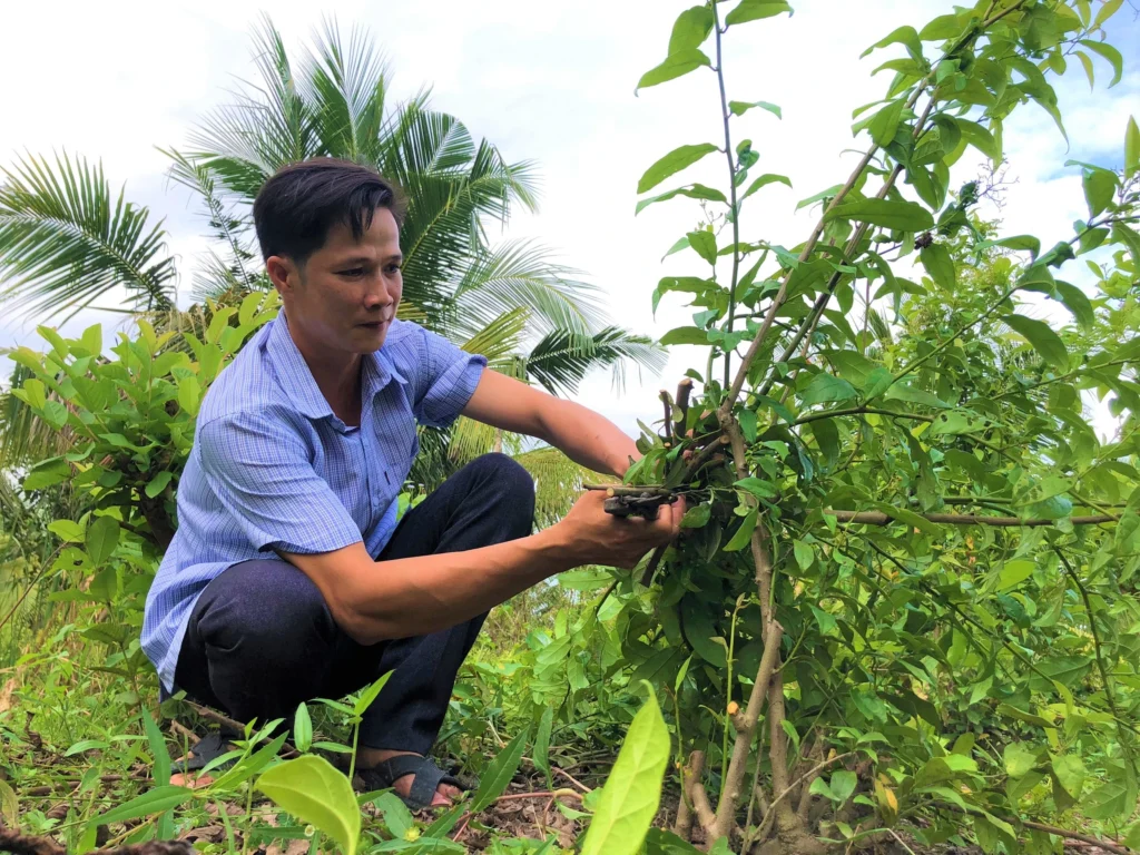 herbal tea, lasetee, tra thao moc, tra hoa, tra hoa hong, tra thao duoc, tra qua tang, qua tang, tra thia canh, tra thao moc tui loc, tra thao moc de ngu, tra thao moc an nhien 