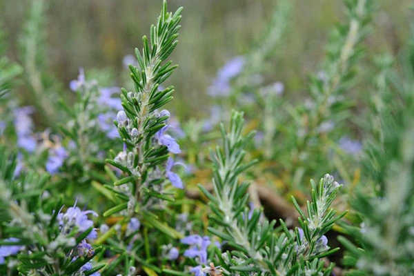 herbal tea, lasetee, tra thao moc, tra hoa, tra hoa hong, tra thao duoc, tra qua tang, qua tang, tra thia canh, tra thao moc tui loc, tra thao moc de ngu, tra thao moc an nhien 