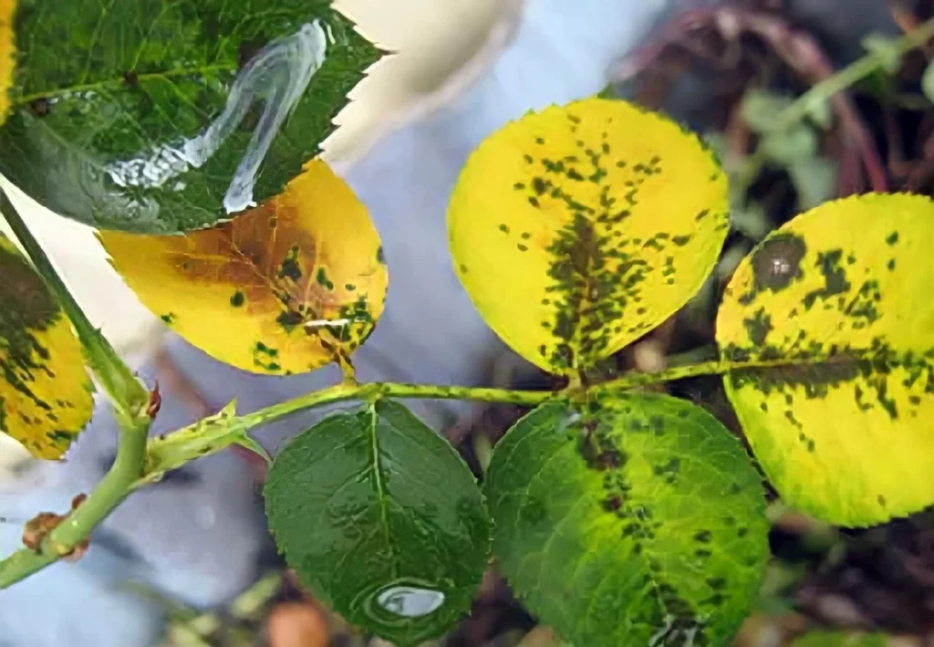 herbal tea, lasetee, tra thao moc, tra hoa, tra hoa hong, tra thao duoc, tra qua tang, qua tang, tra thia canh, tra thao moc tui loc, tra thao moc de ngu, tra thao moc an nhien 